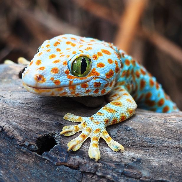 Animals_with_best_eyesight_row_9