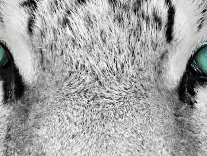 Animals_with_best_eyesight_row_1