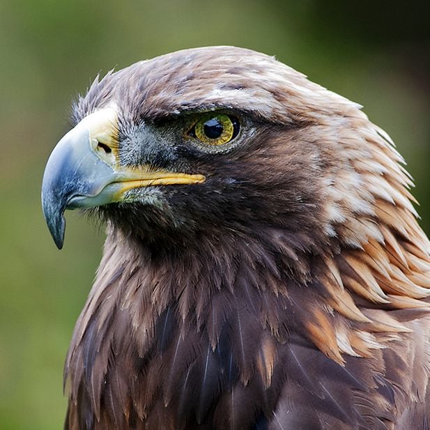 Animals_with_best_eyesight_row_4