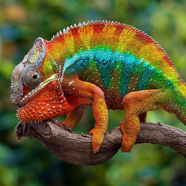Animals_with_best_eyesight_row_7