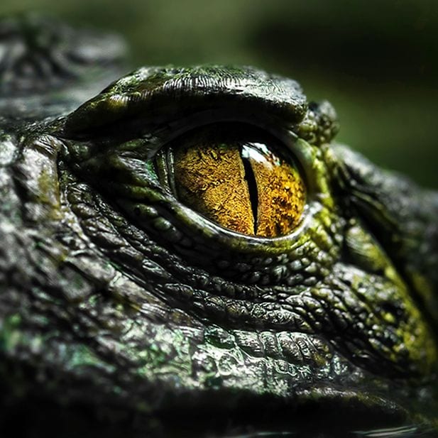 Animals_with_best_eyesight_row_10