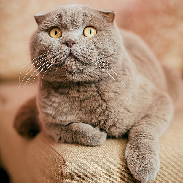 Animals_with_best_eyesight_row_8