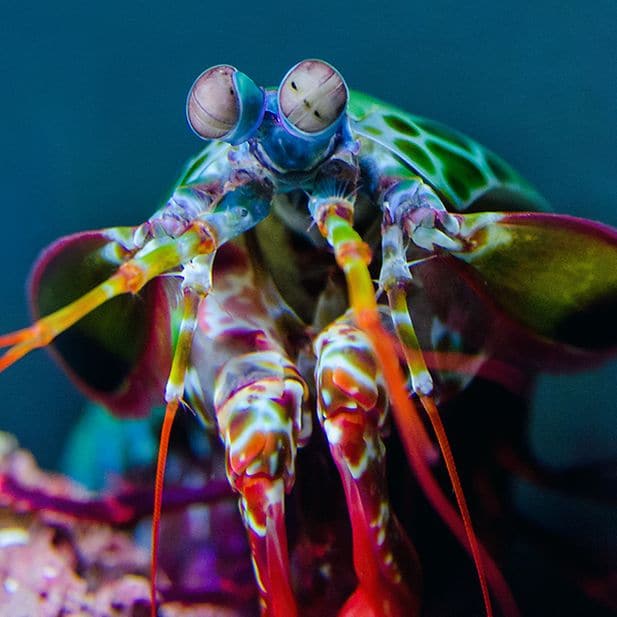 Animals_with_best_eyesight_row_6
