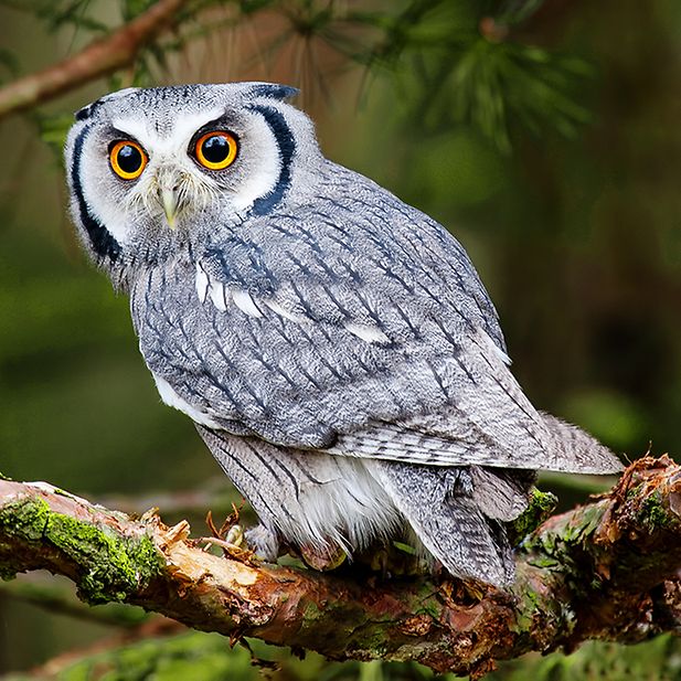Animals_with_best_eyesight_row_5