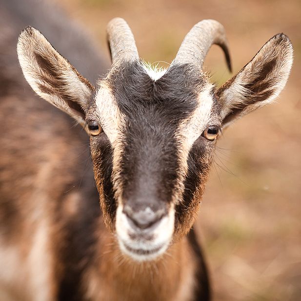 Animals_with_best_eyesight_row_11